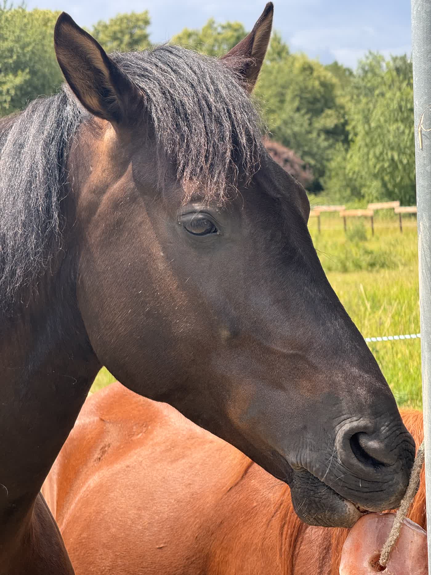 Capri – Pferd der Paradise Riding Lodge