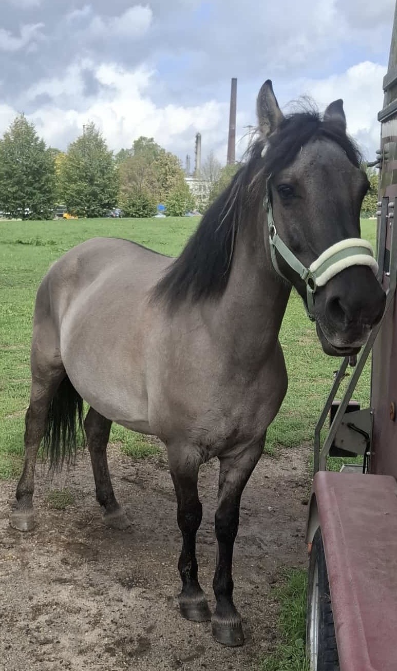 Silva – Pferd der Paradise Riding Lodge