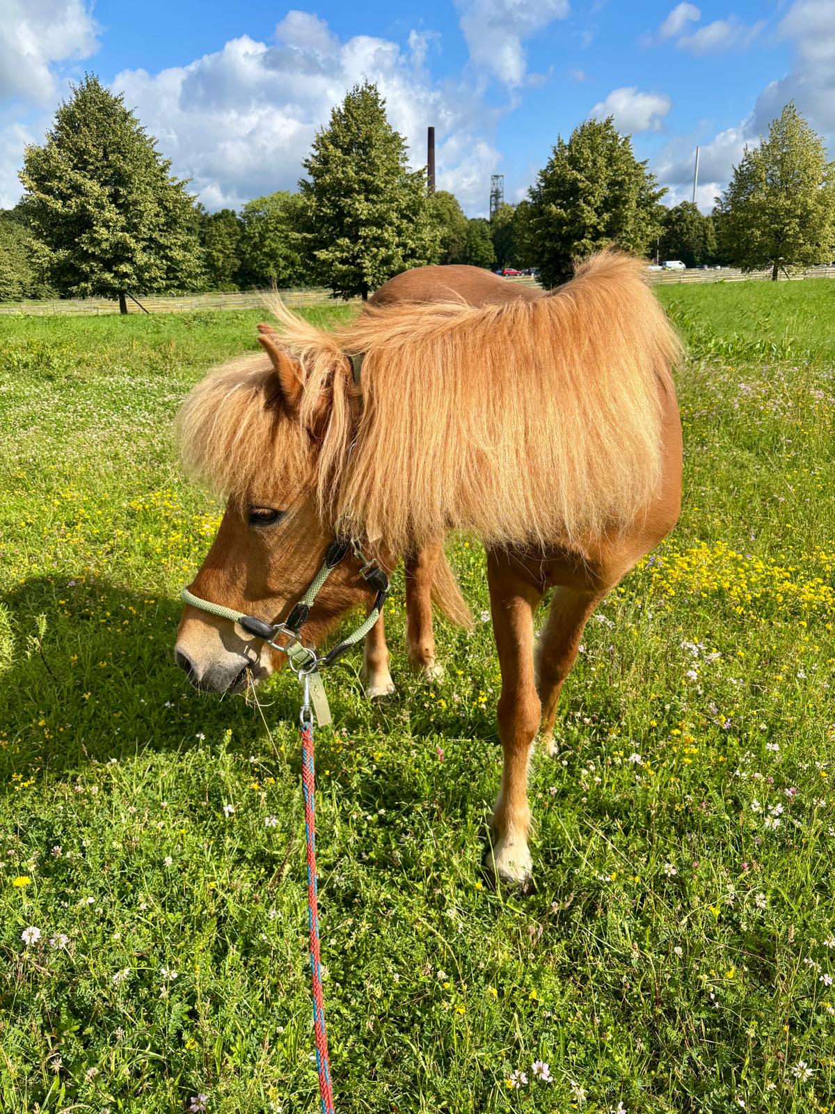 Jarle – Pferd der Paradise Riding Lodge